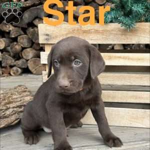 Star, Chocolate Labrador Retriever Puppy